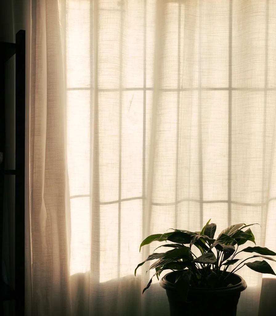 Soft sunlight through sheer curtains onto a potted plant in a quiet room