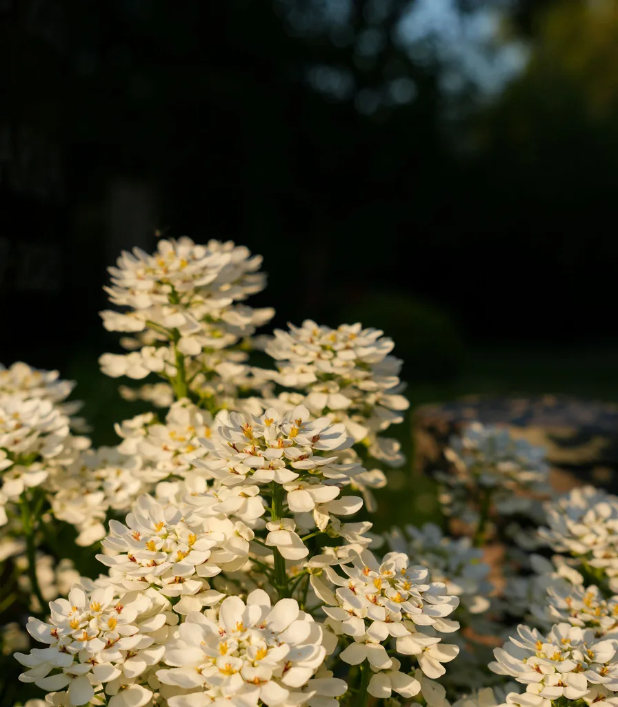 White flowers lit by soft sunlight, representing remembrance and gentle grief