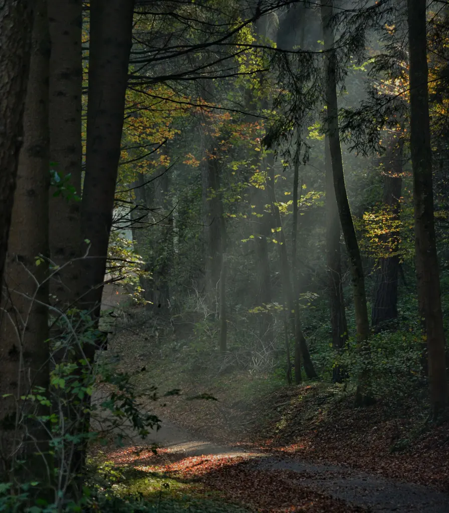 Sunlit forest path winding forward, representing a season of life transition